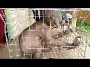 Video: RARE Creatures That Actually Exist